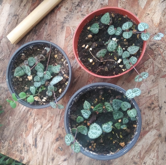 String of Heart plant - Picture 2 of 2